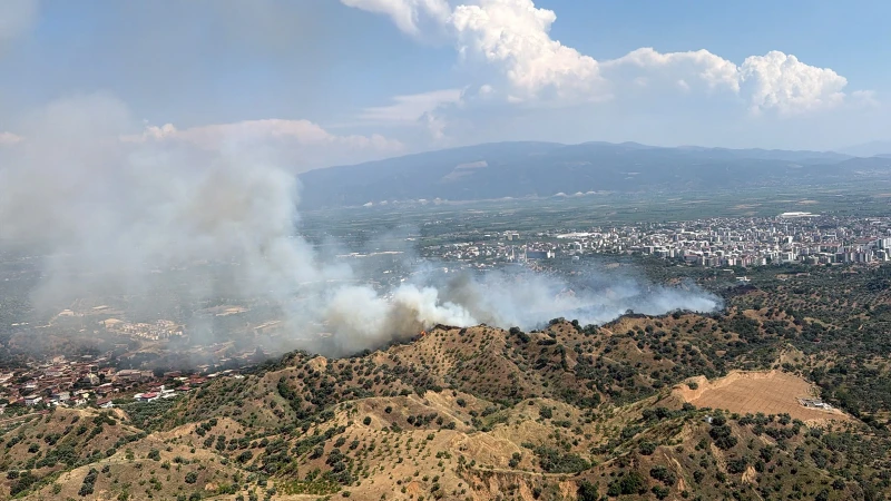 Aydın'da zeytinlik alanda yangın çıktı