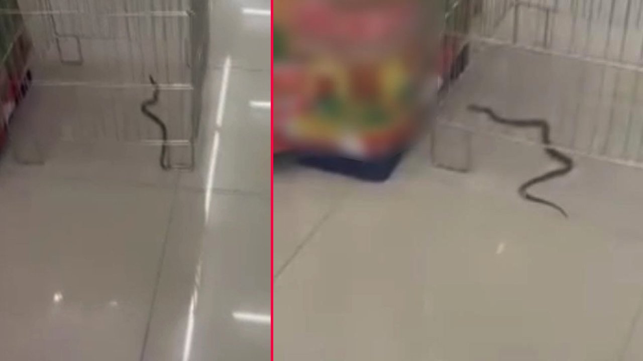 Markette yılan paniği! Vatandaşlar rafların arasında görünce şaşkına döndü
