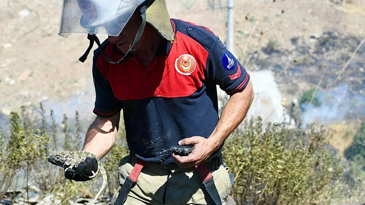Bornova'da orman yangını: İtfaiye, bukalemunu hayata döndürdü