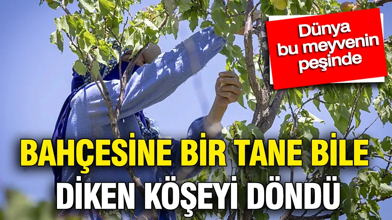 Bahçesine bir tane bile diken köşeyi döndü: Dünya bu meyveyi konuşuyor