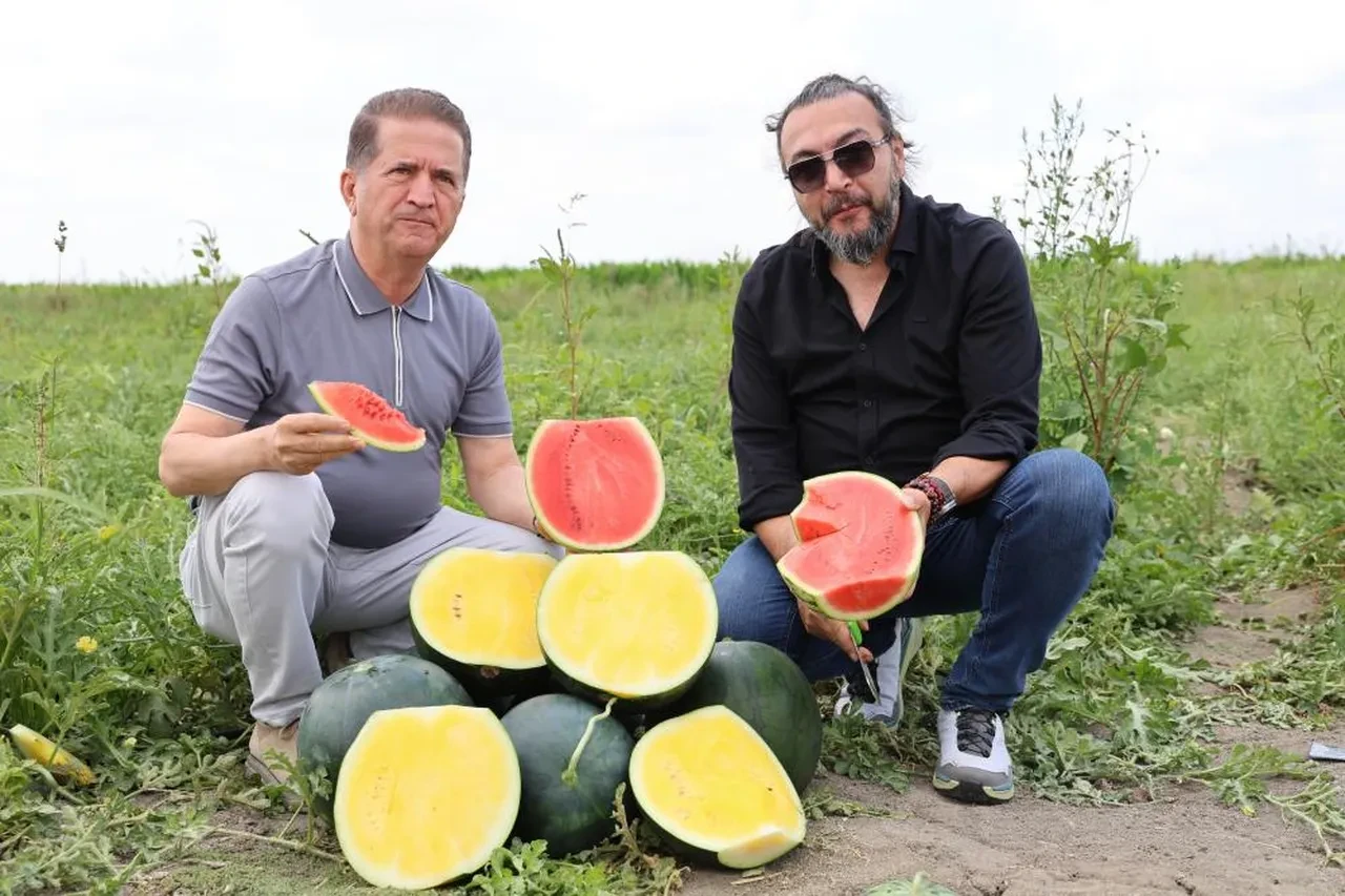 Adana'da gündem sarı karpuz... Gören bir daha bakıyor! Fiyatı belli oldu