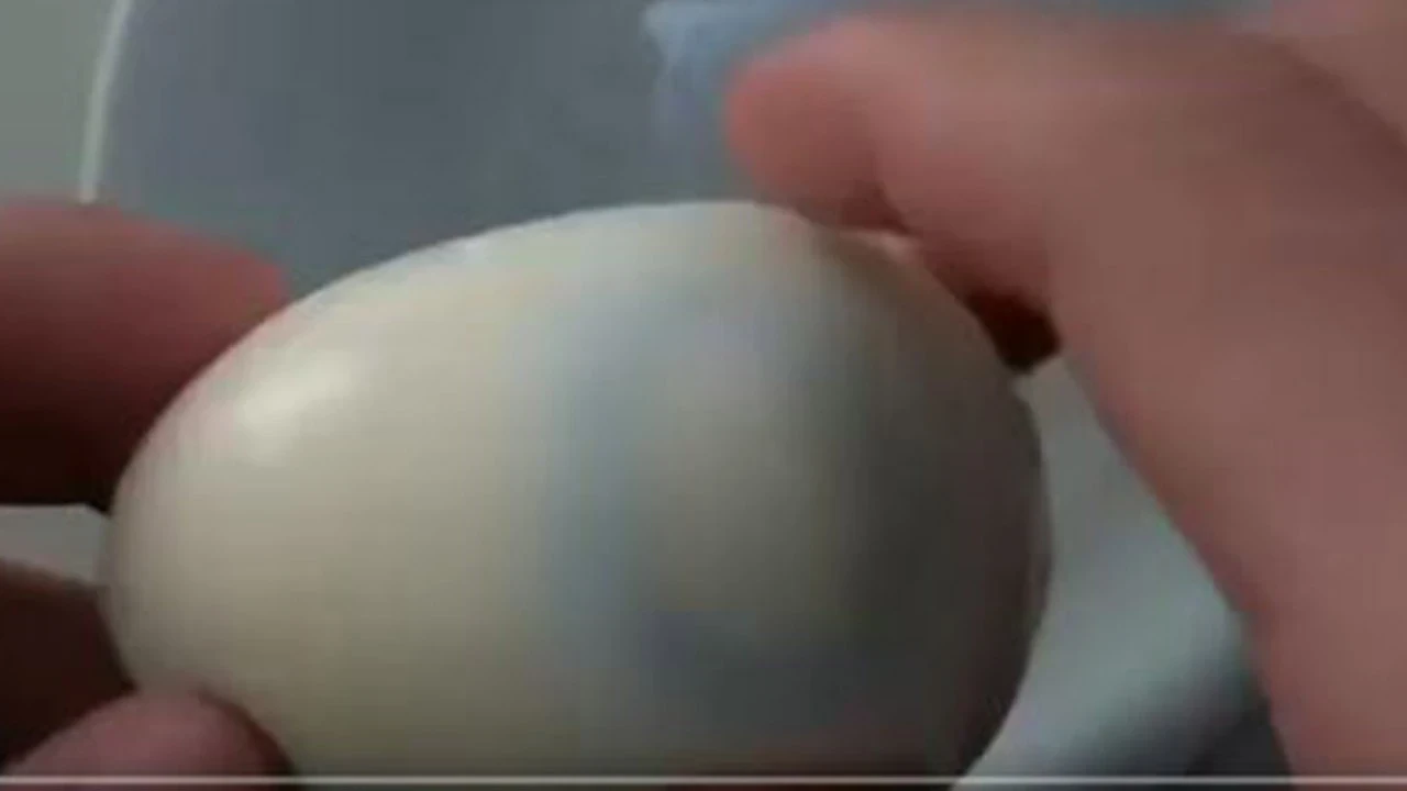 Yumurtayı açtı! İçinden 25 milyonda 1 ihtimal çıktı