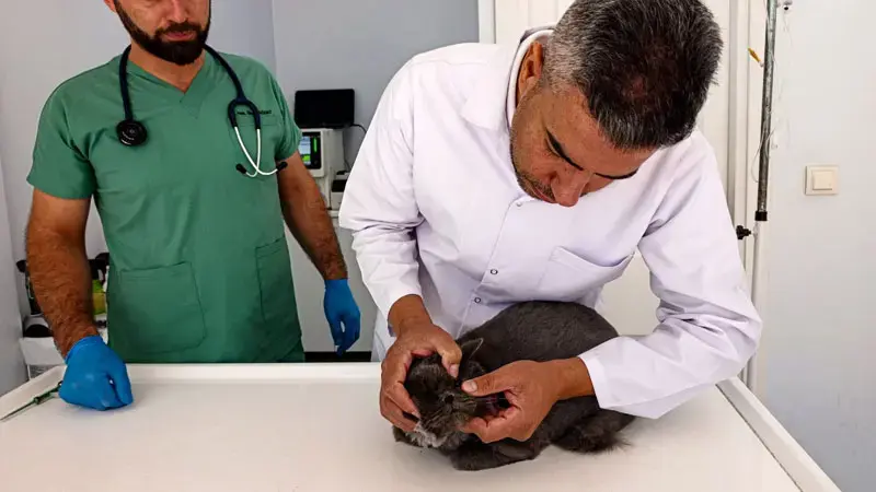 Havalar ısındı, evcil hayvanlarda kene ve pire vakası arttı