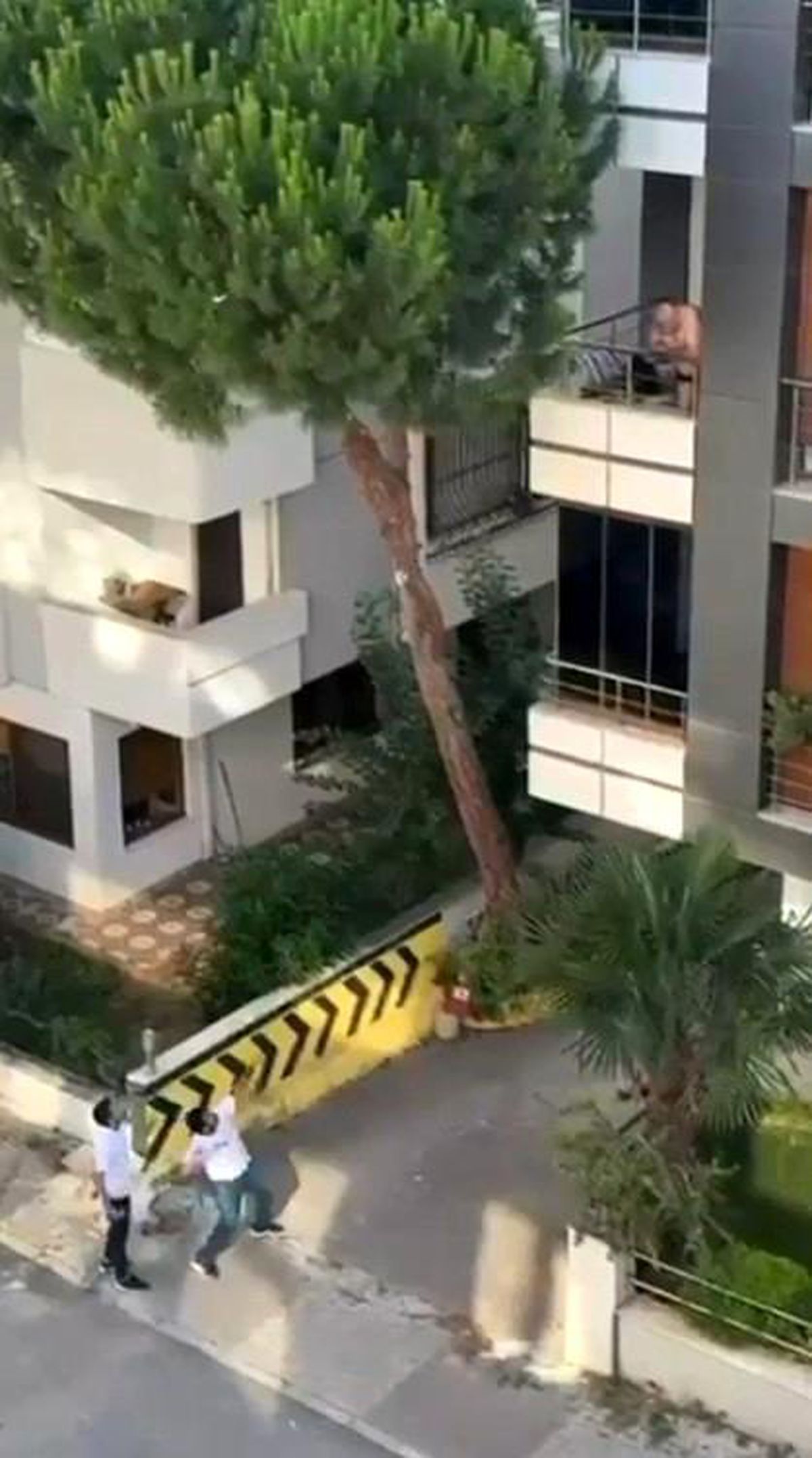 Maltepe'de vatandaşlar kadına şiddete kayıtsız kalmadı: Balkondaki adama taş yağdırdı