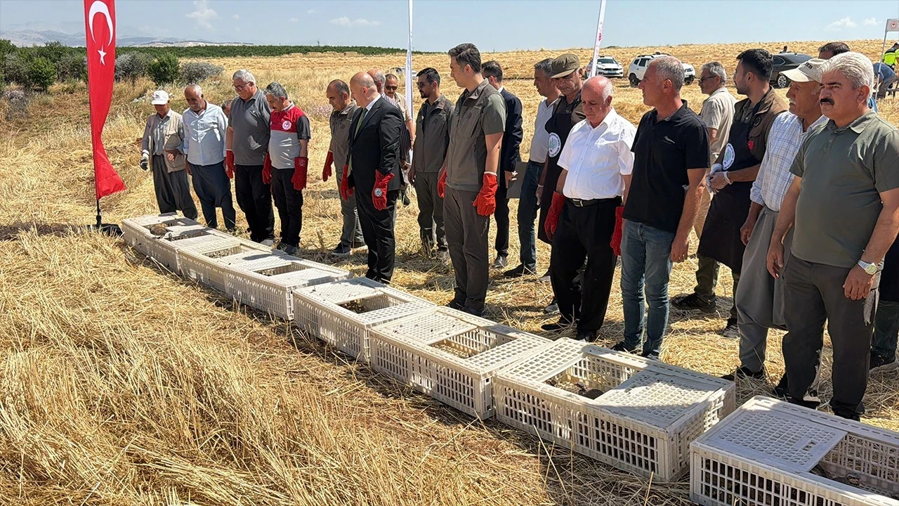Adıyaman'da doğaya 1000 tanesi birden bırakıldı! 3 farklı noktadan ayrıldılar