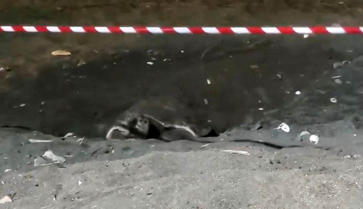 Koruma alanı dışına yuva yapan caretta caretta için şeritli tedbir