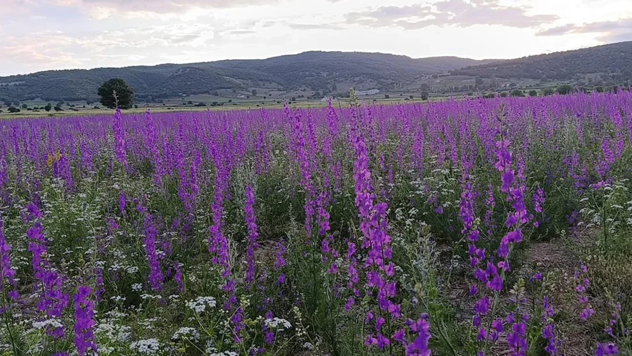 Tarlalar mor çiçeklerle görsel şölene dönüştü