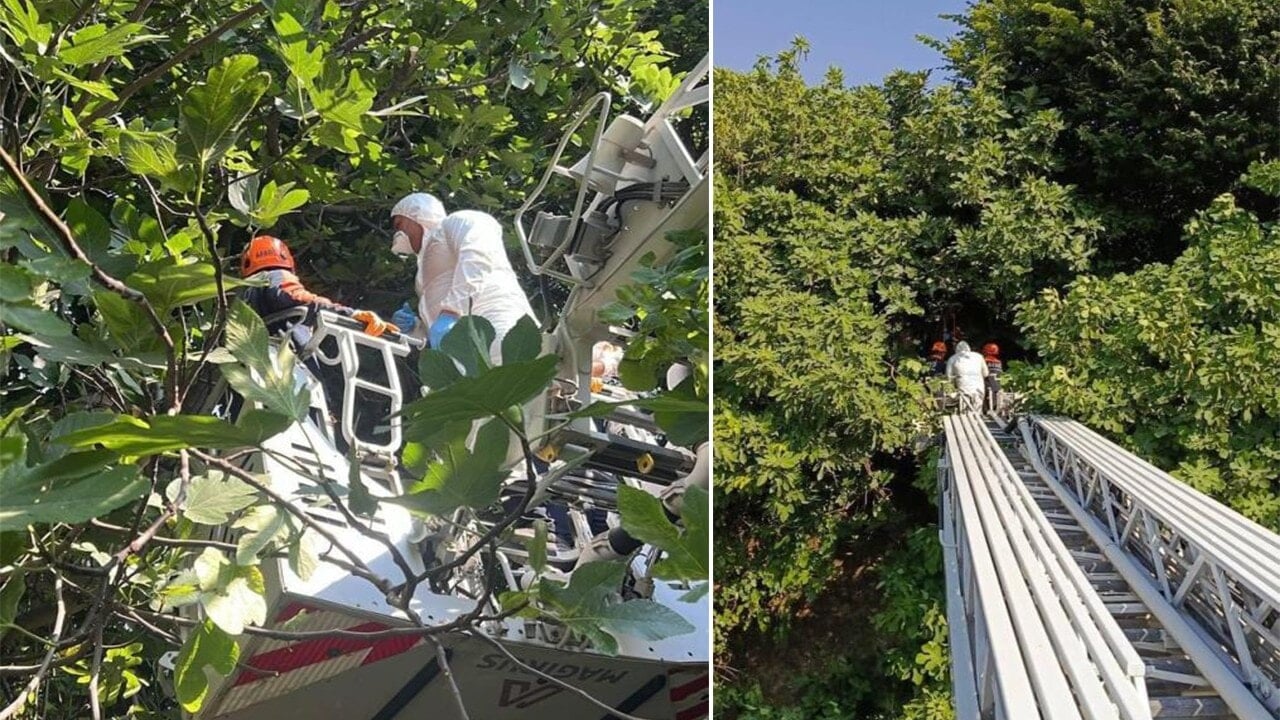 Kokuyu takip ettiler ağaçta asılı erkek cesediyle karşılaştılar