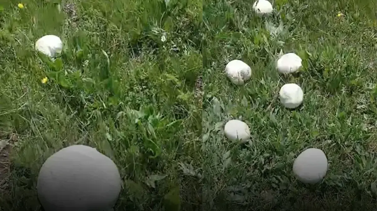 Sağanak yağışlar en çok bu ürüne yaradı! Bu yıl bol bol yenecek, kilogram fiyatı en dipte