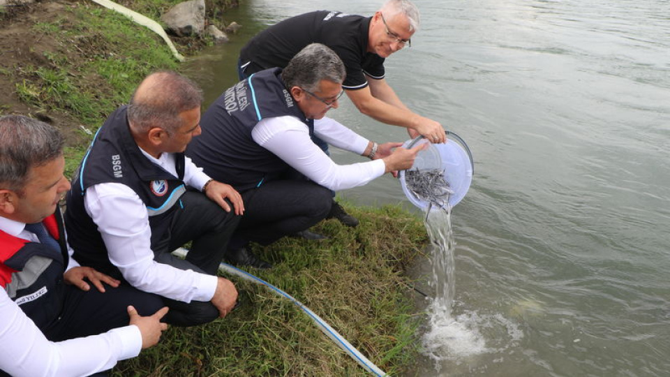 Yeşilırmak'a 30 bin mersin balığı yavrusu bırakıldı