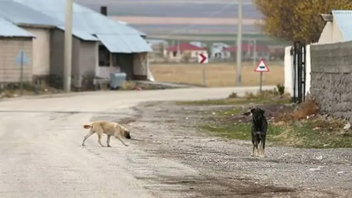 Van'da kuduz vakası tespit edildi! Vatandaşlara kritik uyarılar