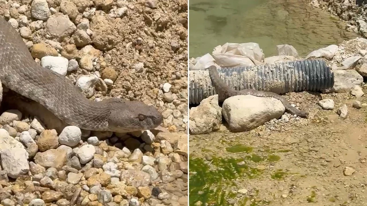 Tunceli'de doğada ortaya çıktı! Tek 1 ısırığı koca insanı öldürmeye yeter
