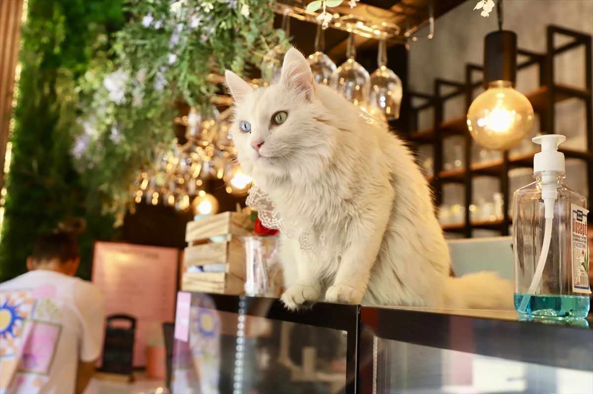 Üsküp'te kedilerin ev sahipliğini yaptığı kafe, hayvanseverlerin büyük ilgisini görüyor