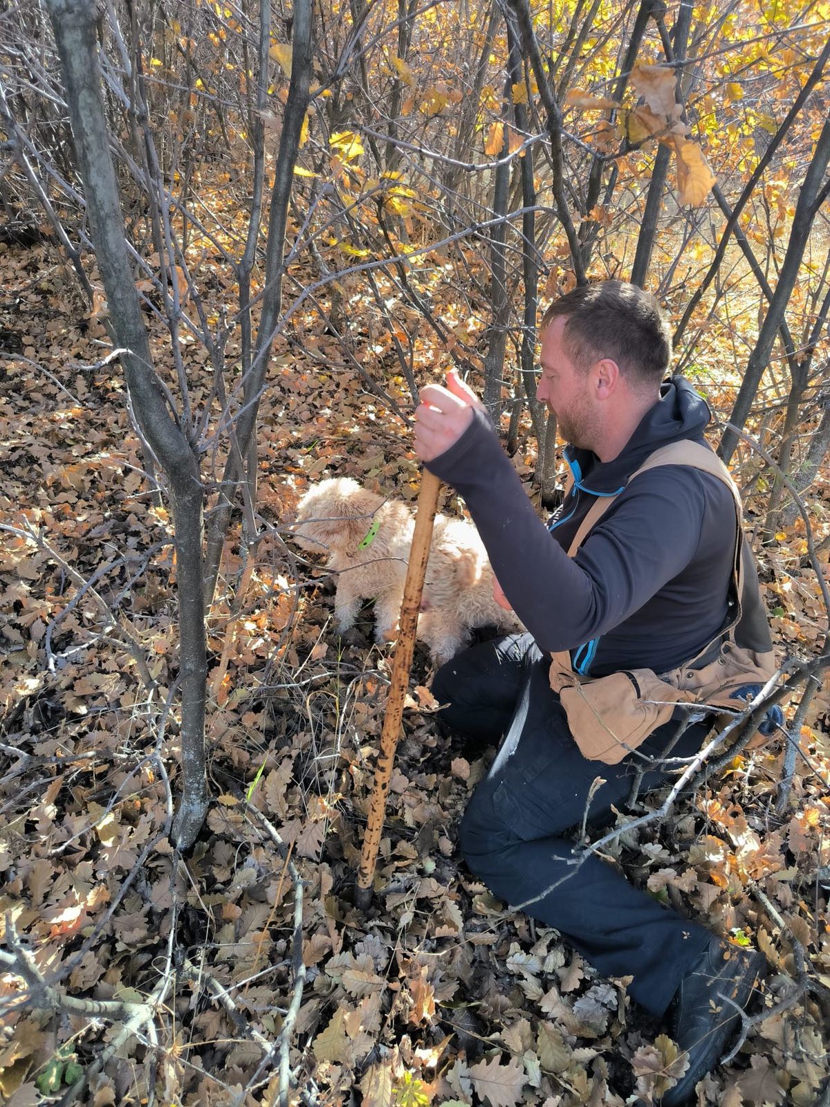 Özel eğitimli köpeklerle 112 bin hektar tarandı, yer altında 22 ton trüf mantarı tespit edildi