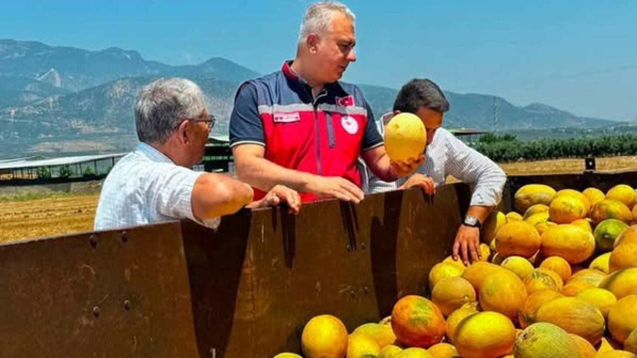 Hatay Kırıkhan'da üretiliyor: Kavunda hasat zamanı