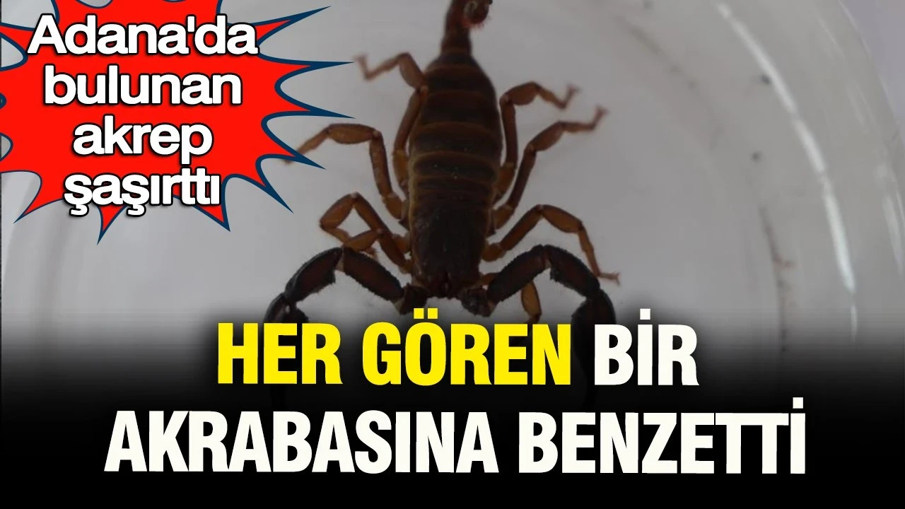 Adana'daki büyük siyah akrep şaşırttı: Her gören bir akrabasına benzetti