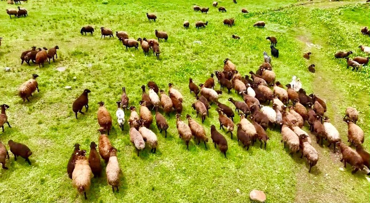 Ağrı'da yaylalar koyun sürüleriyle süslendi