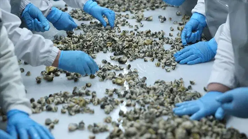 Deniz salyangozu ihracatı yılın ilk yarısında 9,1 milyon dolar kazandırdı