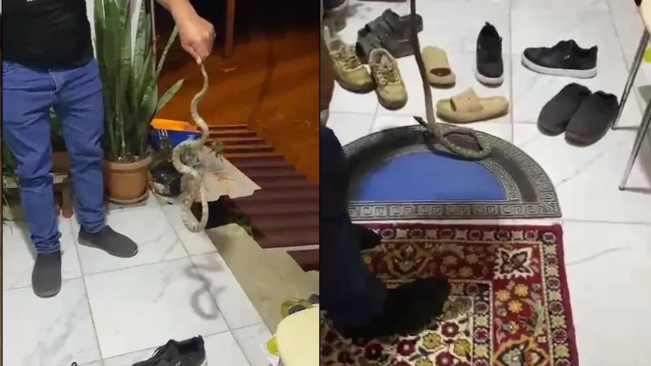 Evine girerken koca yılanı son anda fark etti! "Evime gelme bak, kafanı ezerim" diyerek doğaya bıraktı