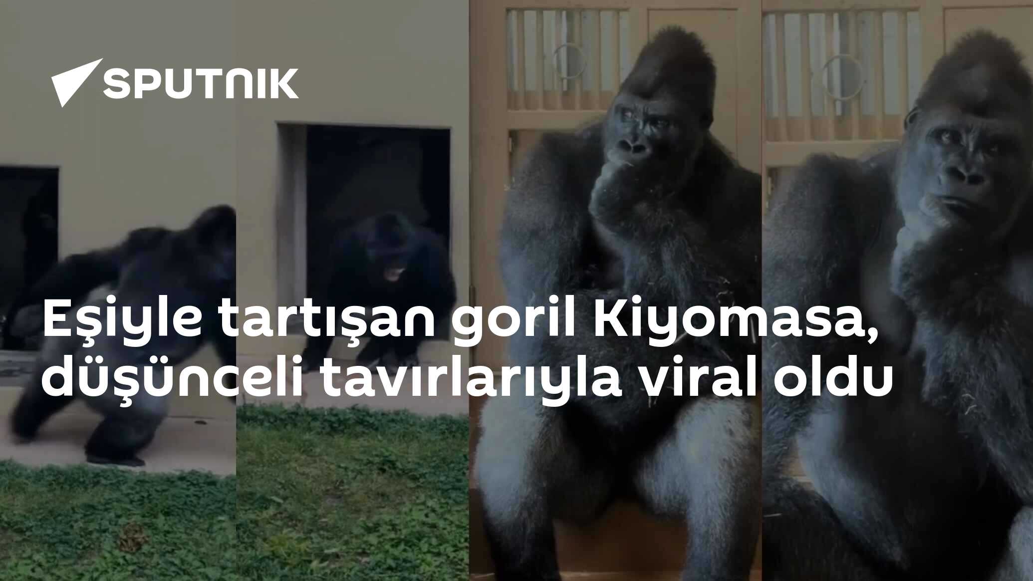 Eşiyle tartışan goril Kiyomasa, düşünceli tavırlarıyla viral oldu