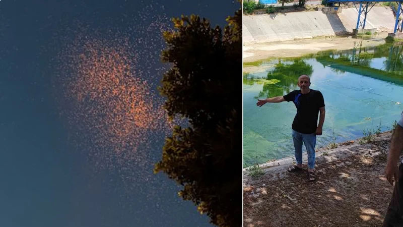 Adana’da sivrisinek istilasına vatandaş tepkisi: 'Çocuklarımız yara içinde kaldı'