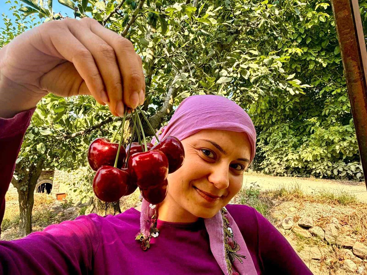 İhracatlık kirazda hasat dönemi başladı
