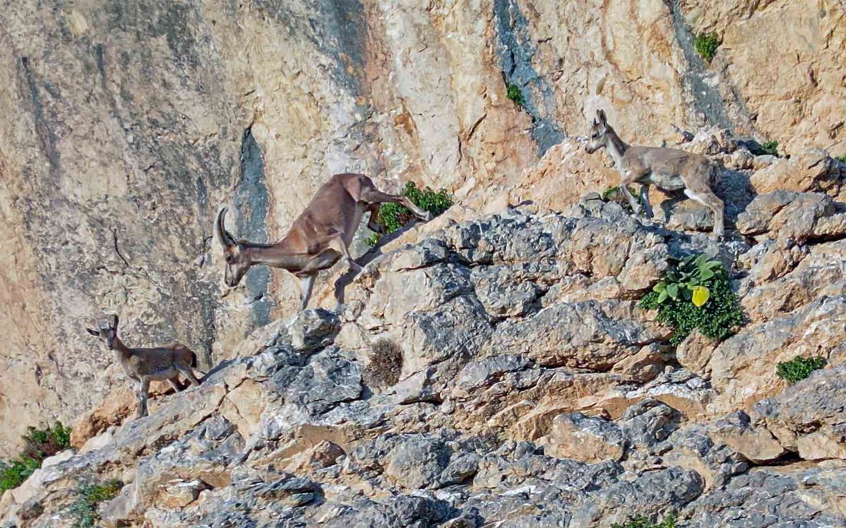 Van'da nesli tehlikede yaban keçileri görüntülendi