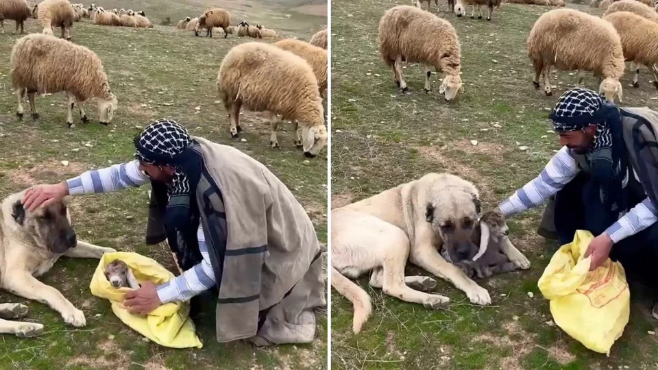 Dev kangal yenidoğan kuzuyu öyle bir korudu ki izleyenlerin gözü doldu