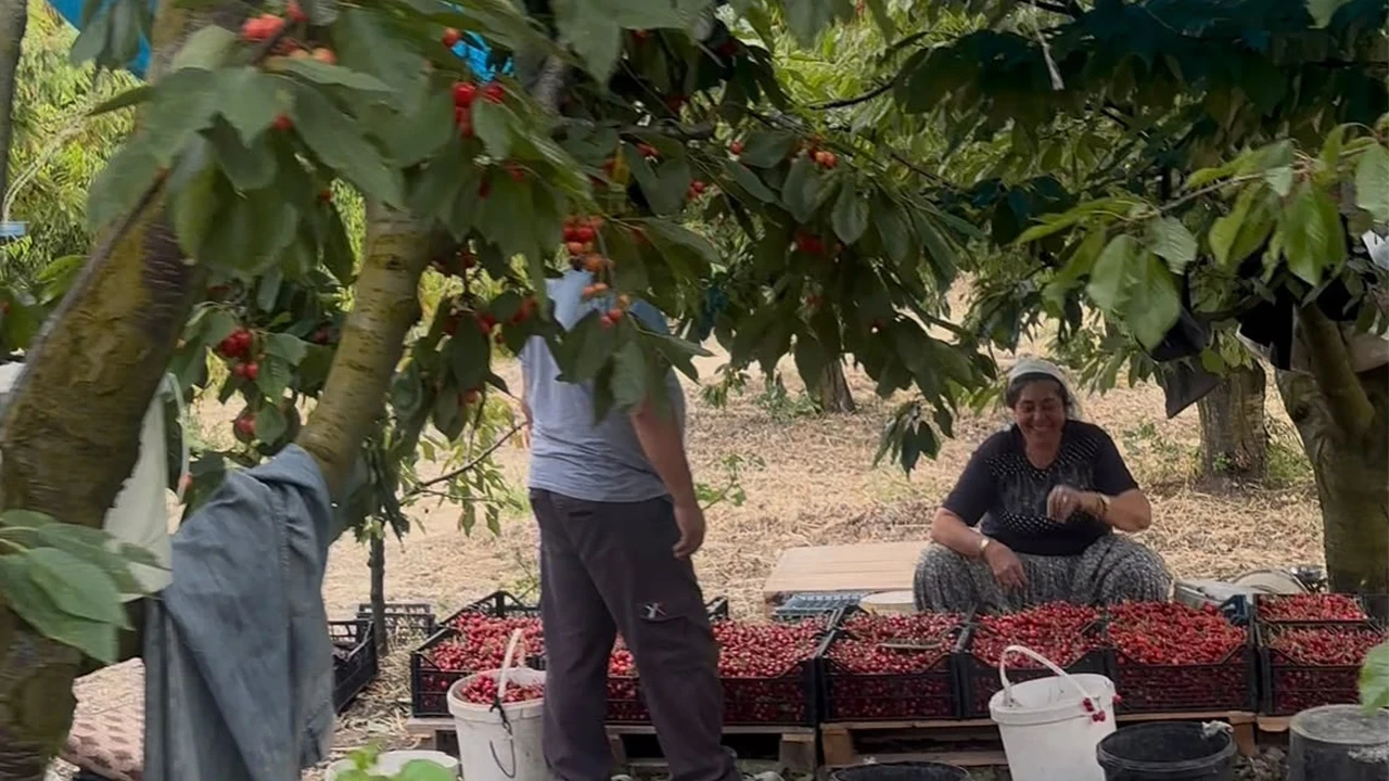 Tokat’ta kirazın tadı kaçtı: Üretici de alıcı da memnun değil, çiftçi destek bekliyor