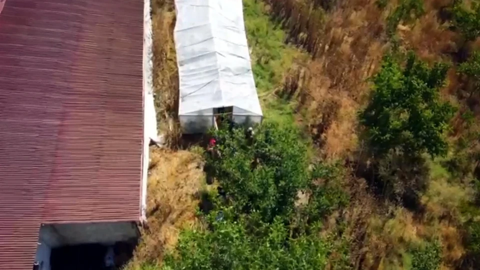Tekirdağ'da uyuşturucu operasyonu: 109 kök hint keneviri ele geçirildi