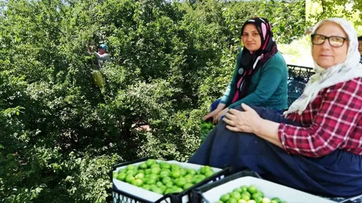 Kocaeli'de fiyatı 200 liradan 70 liraya düştü! Dalından toplanıyor, 81 il bu ürün için sıraya girdi