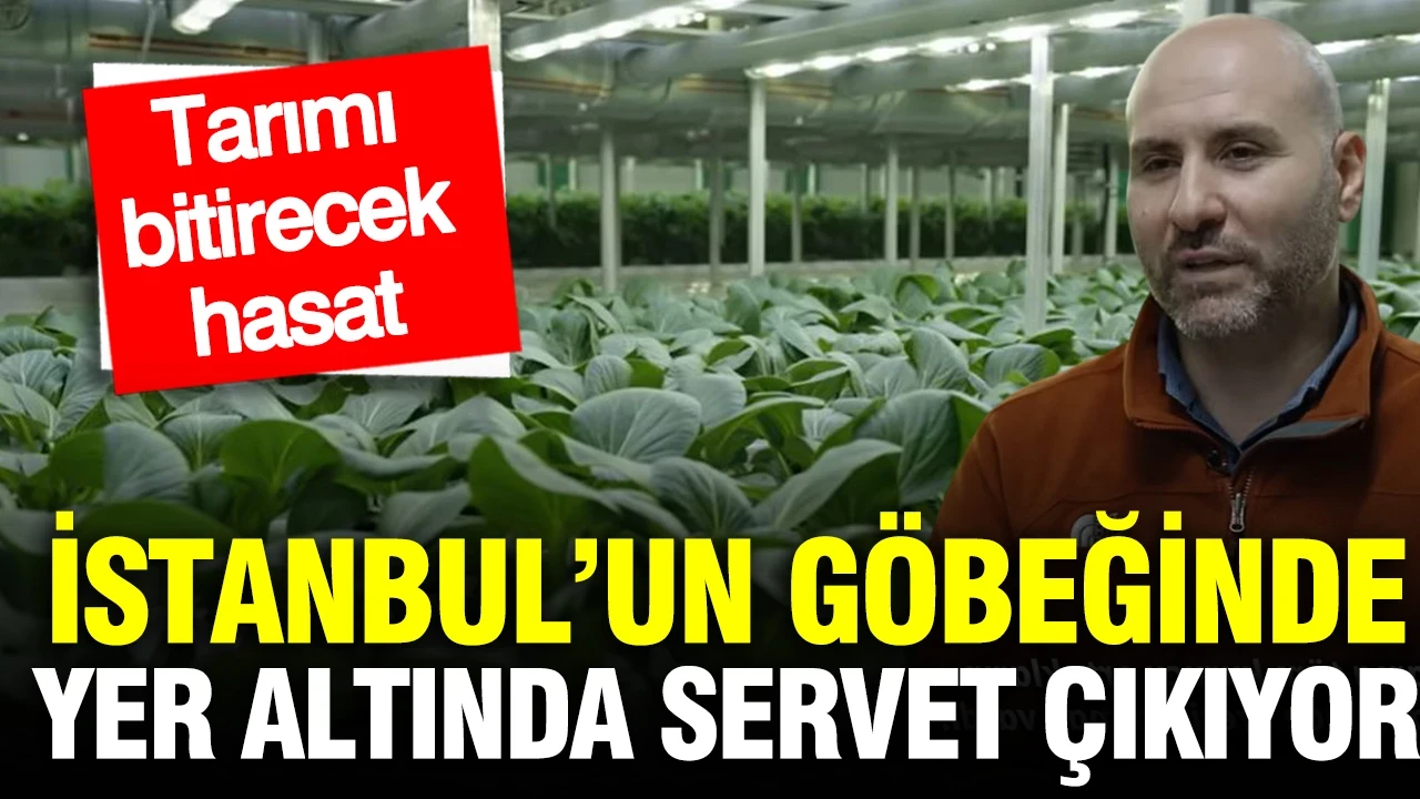İstanbul’un göbeğinde yer altından servet çıkıyor: Tarımı bitirecek hasat