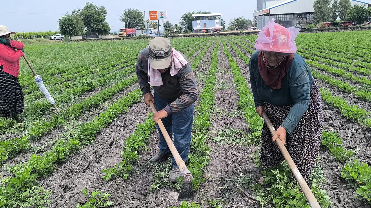 Tarlada 70 yaşında geçim mesaisi: 'Çalışmak zorundayım' diyen kadın işçi yevmiye artışı istedi