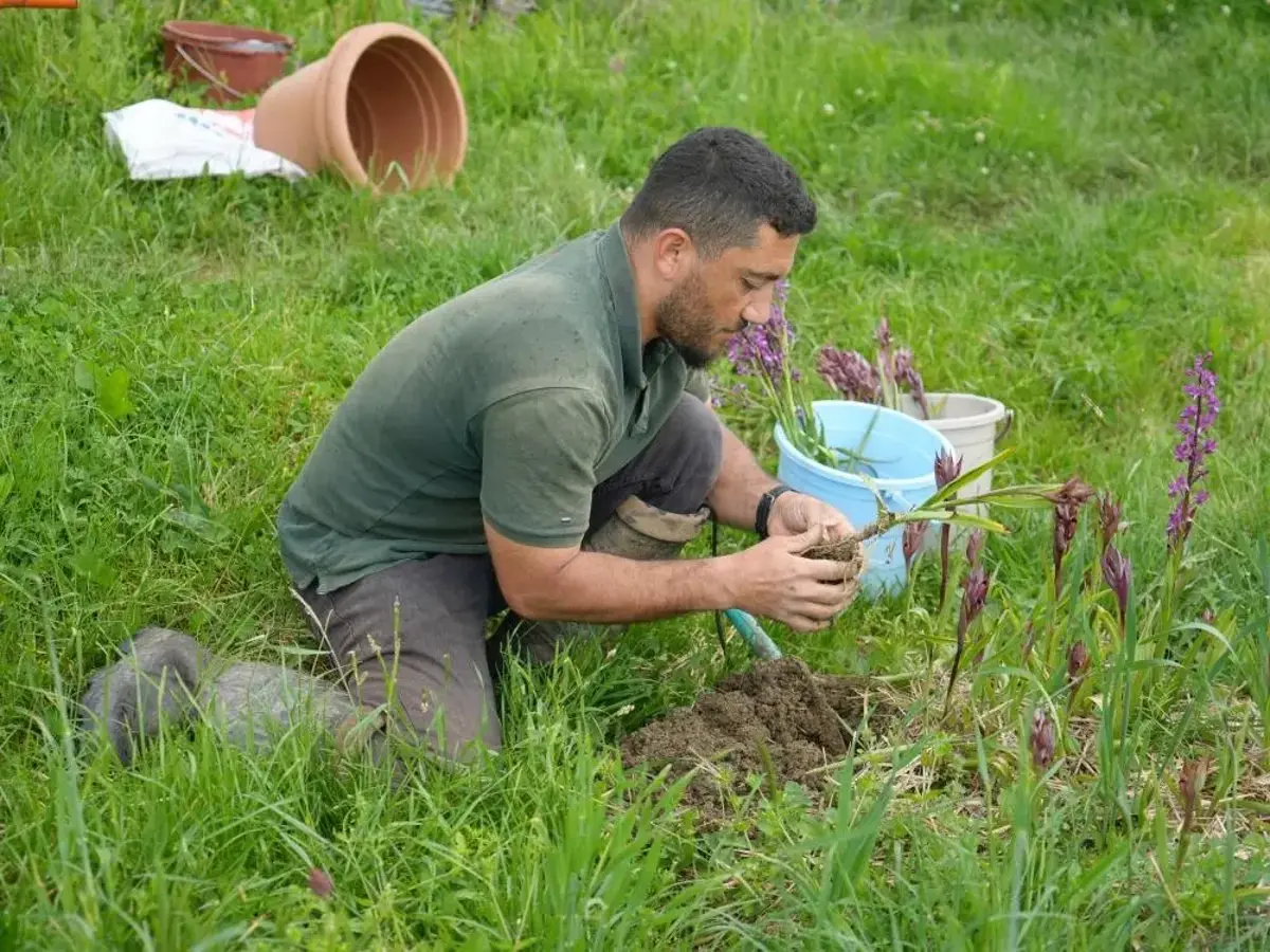 Kilosu 13 bin TL'den alıcı buluyor! Hasadı sürüyor, üreticiye kazandırmaya devam ediyor