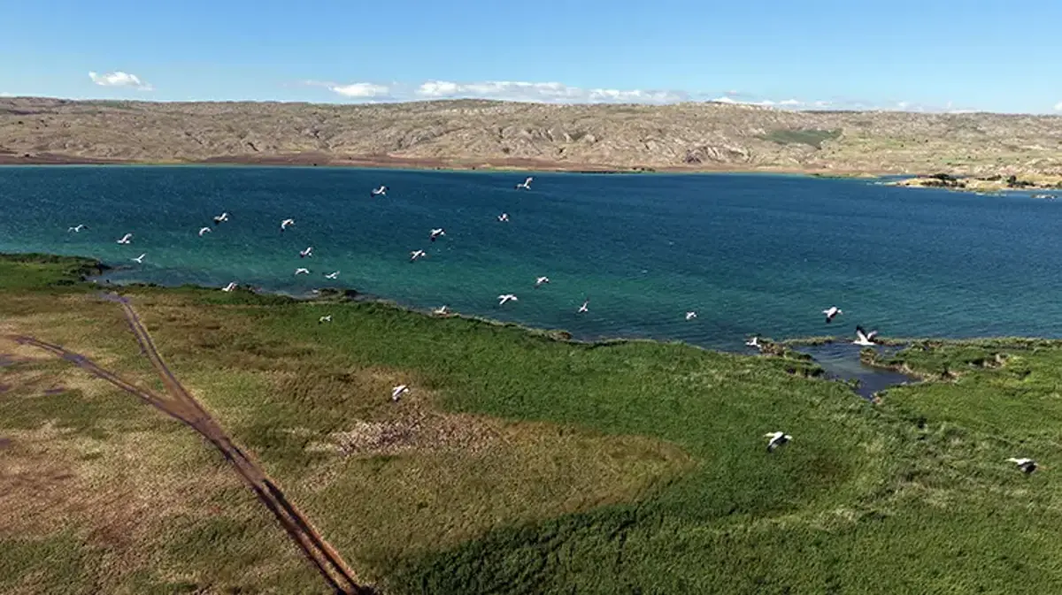Sivas'ta görsel şölen! Korumalı Tödürge Gölü tam kapasiteye ulaştı: Yüzlerce leylek akın etti