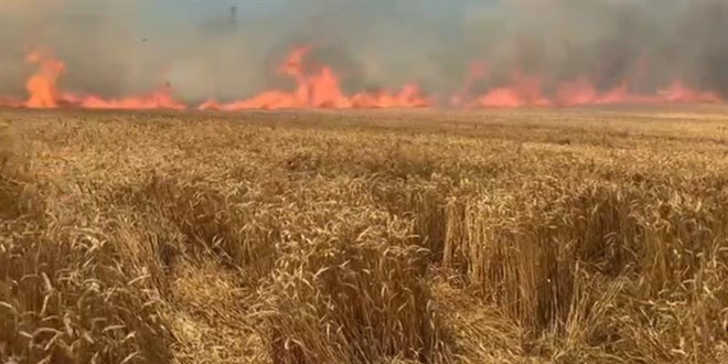 Bir sigara keyfi buğday tarlasını kül etti
