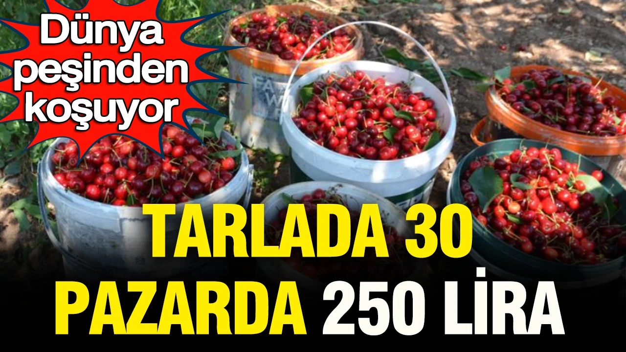 Tarlada 30, pazarda 250 lira: Dünya peşinden koşuyor