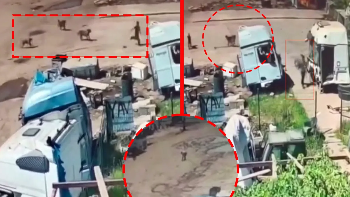 Şırnak’ta korku dolu anlar! Başıboş köpekler küçük çocuğa saldırmıştı: Aynı noktada bu kez yaşlı adama kabusu yaşattılar!