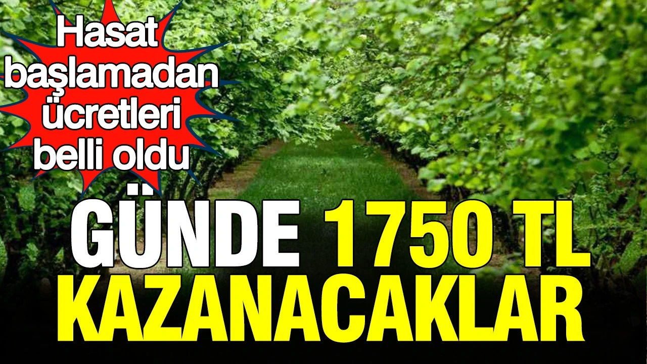 Hasat başlamadan ücretleri belli oldu: Günde 1750 TL kazanacaklar