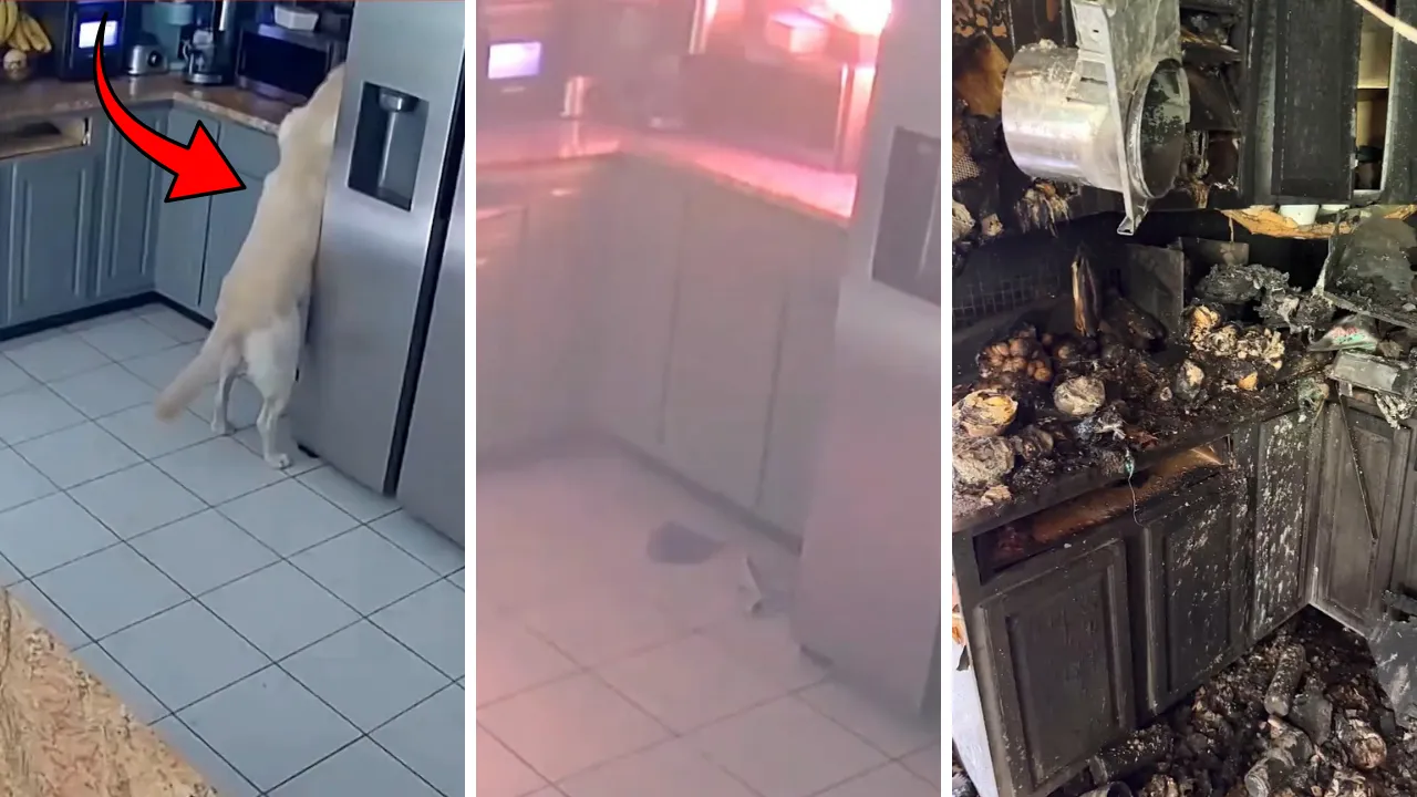 Görenler inanamadı! Köpek yanlışlıkla çalıştırdı, ev küle döndü