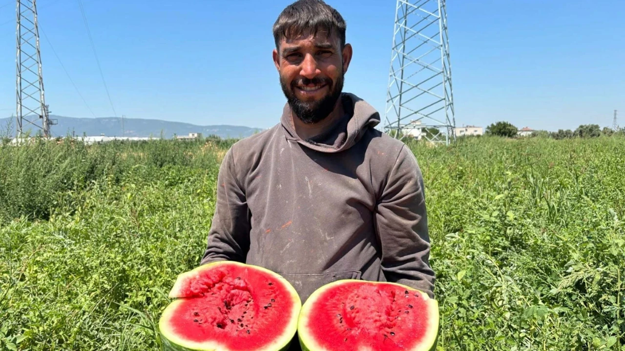 Torbalı'da karpuz hasadı başladı