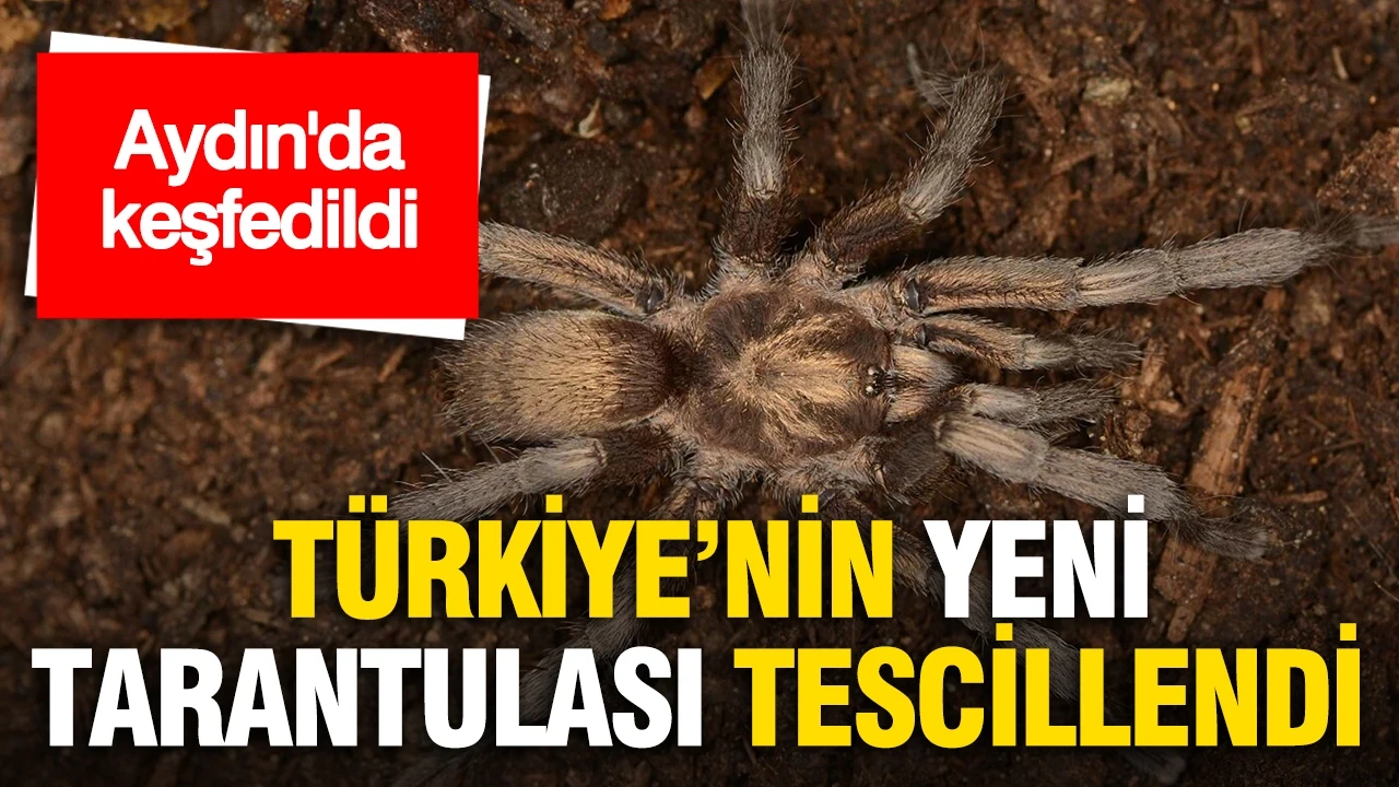 Aydın'da keşfedildi: Türkiye'nin yeni tarantulası tescillendi