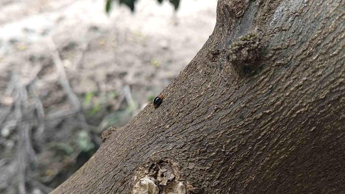 Narenciyede zararlılara karşı faydalı böcek seferberliği