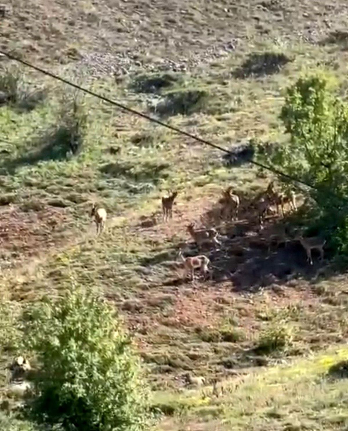 Elazığ'da koruma altındaki dağ keçileri sürü halinde görüntülendi