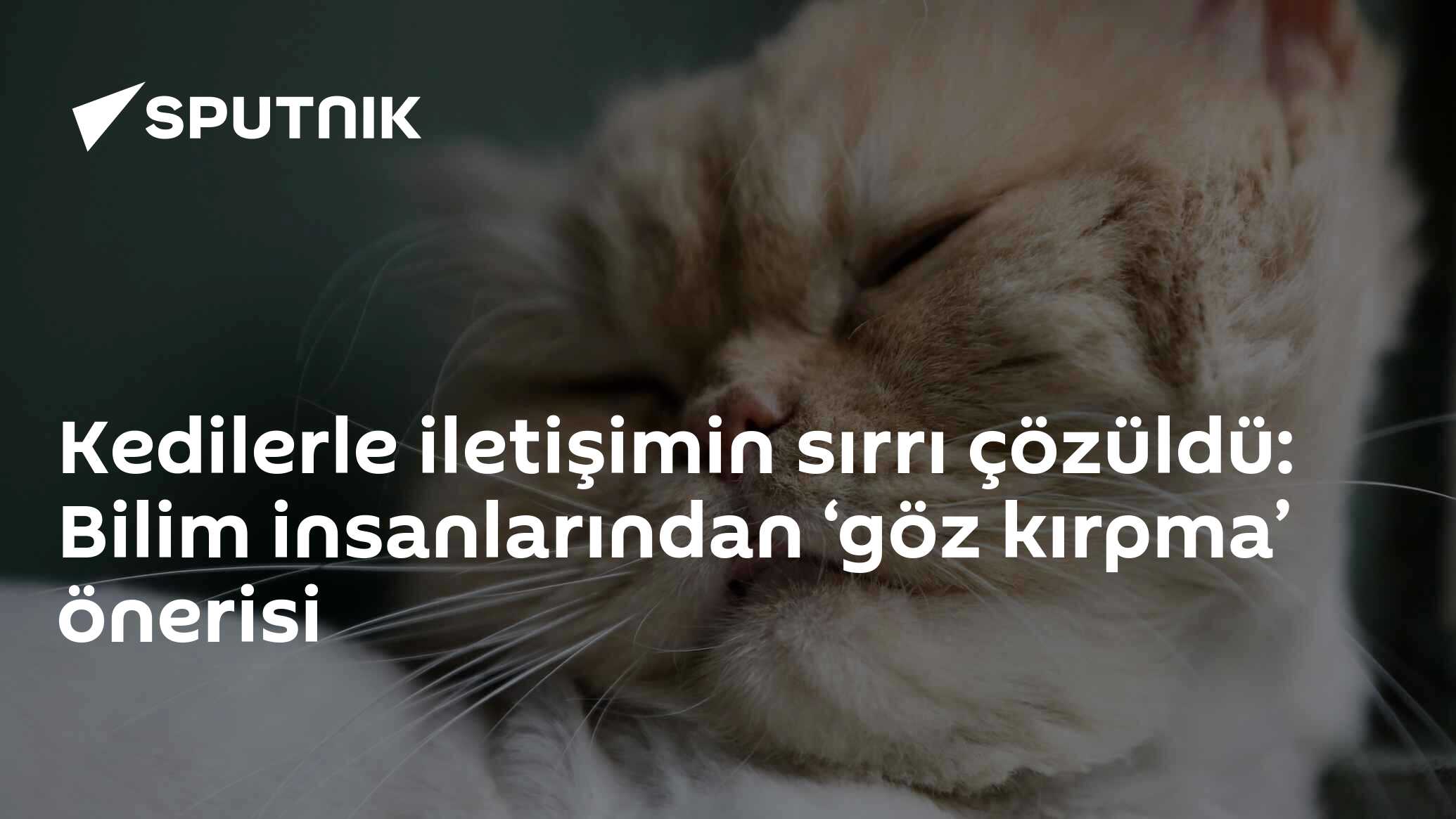 Kedilerle iletişimin sırrı çözüldü: Bilim insanlarından ‘göz kırpma’ önerisi