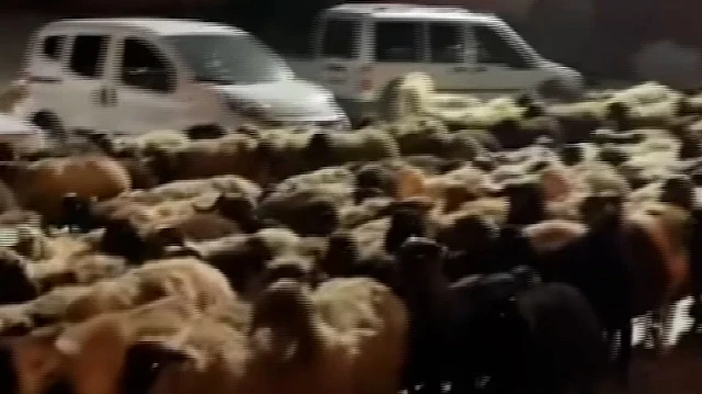 Tokat'ın şehir merkezinde inanılmaz manzara: Sokaklar koyundan geçilmedi