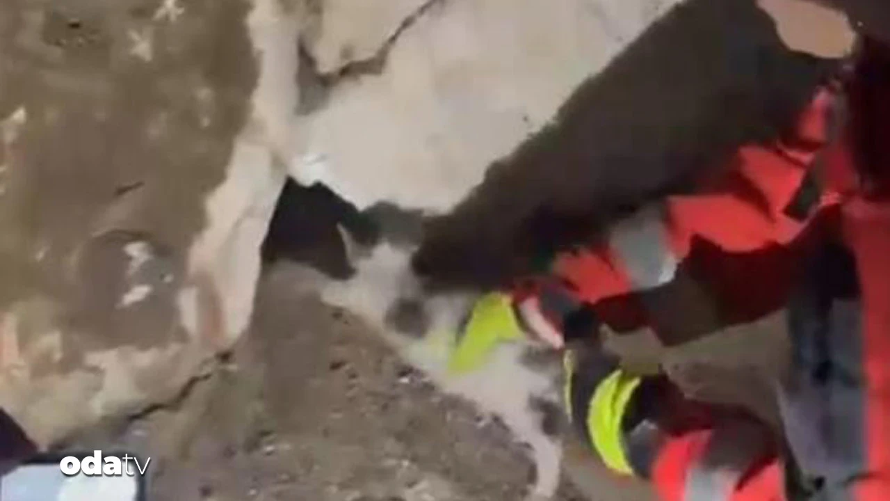 Duvara sıkışan kediyi itfaiye kurtardı