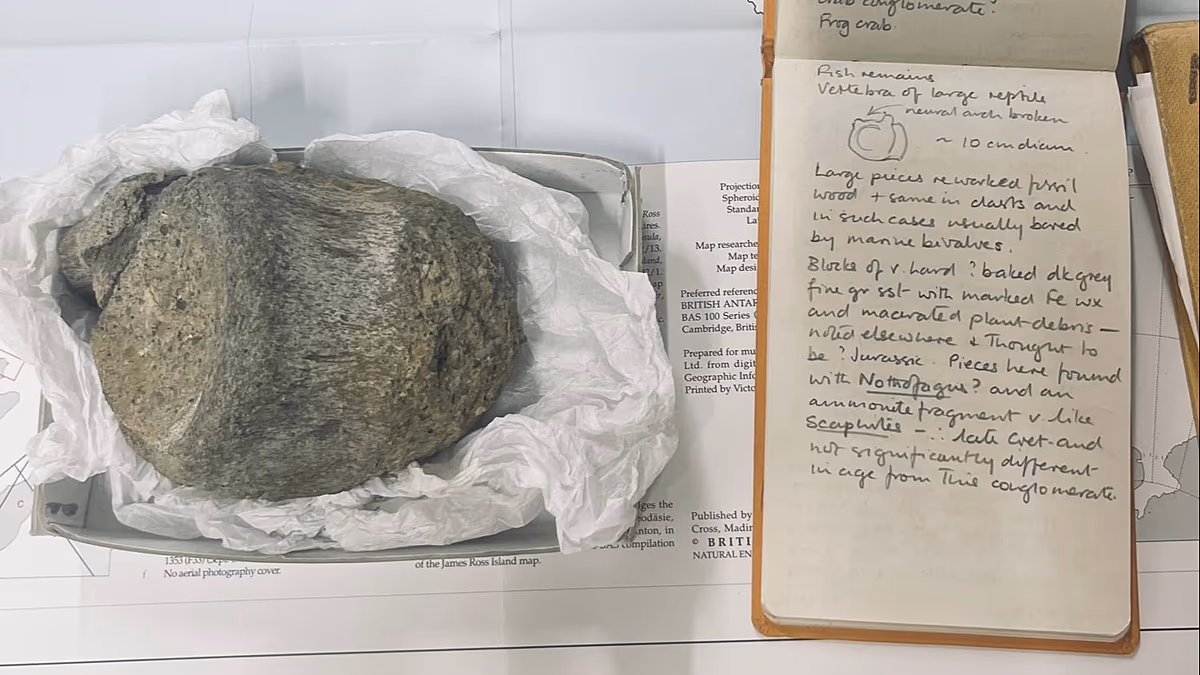 Antarktika'nın ilk dinozoruna ait olduğu anlaşılan unutulmuş fosil