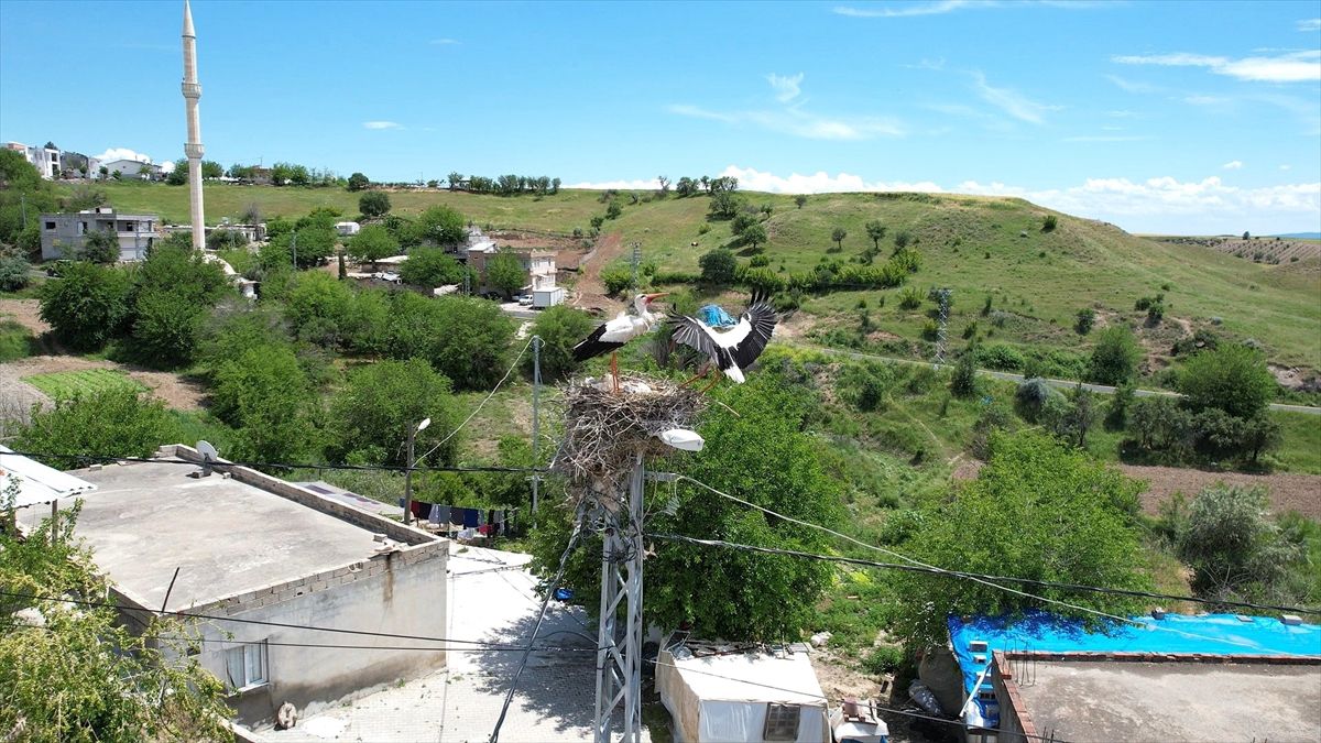 Adıyaman'ın Kızılcapınar köyü leyleklerin uğrak noktası oldu