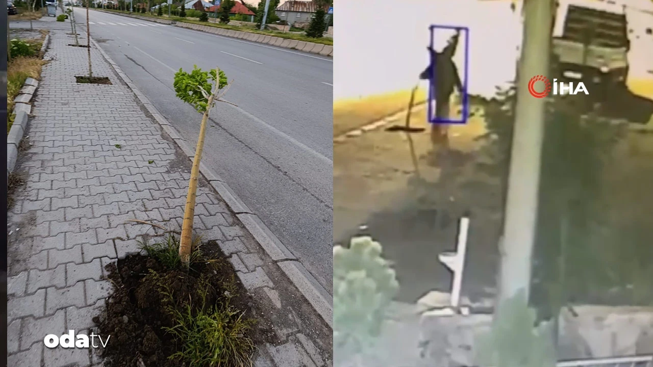 Bu kez ağaç... Yeni dikilen ağaçları kırıp kaçtı